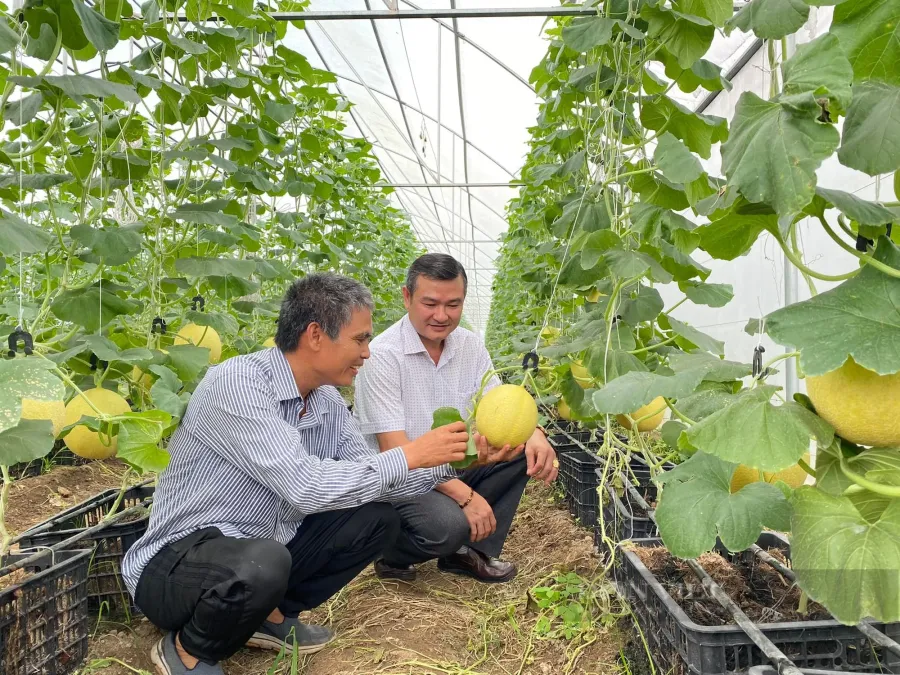 thu-hoach-cay-dua-luoi