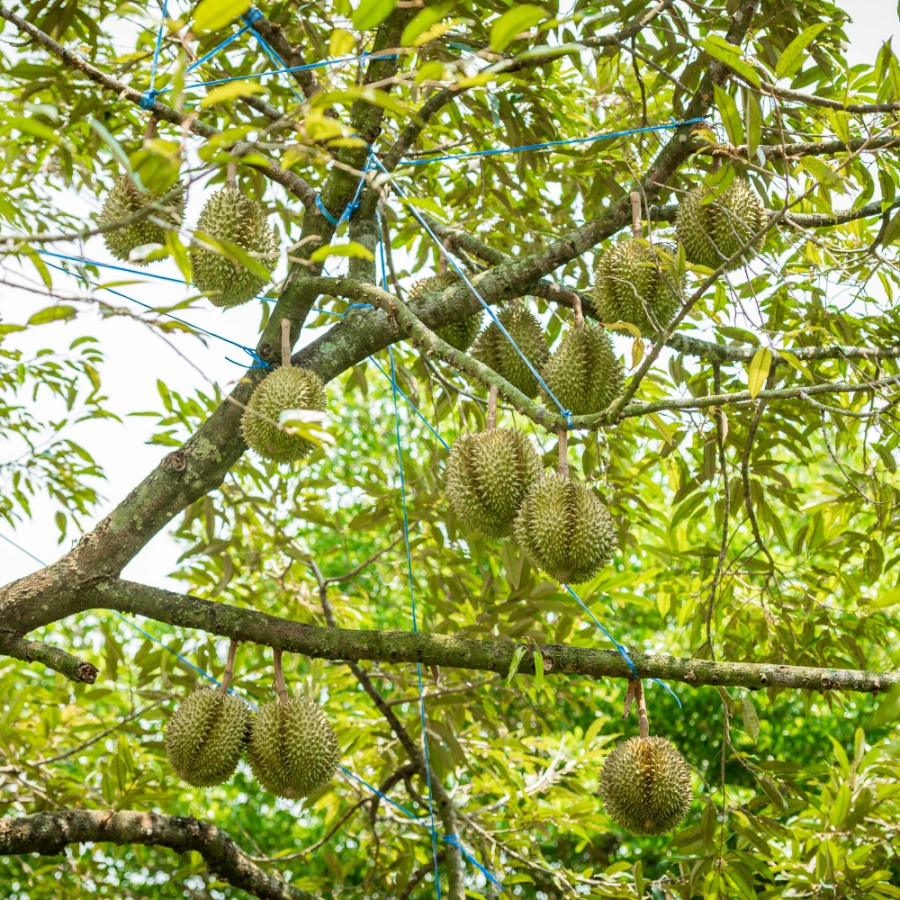 ky-thuat-trong-sau-rieng