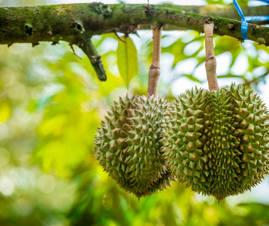phuc-hoi-cay-sau-rieng-sau-khi-thu-hoach