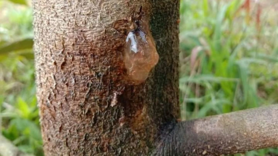 benh-nuc-than-xi-mu-cay-sau-rieng