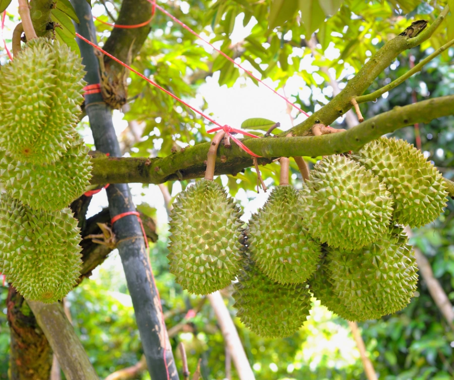 cay-sau-rieng-sau-khi-thu-hoach