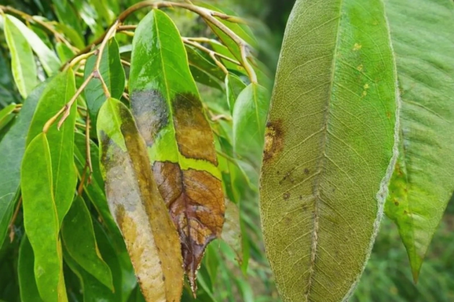 dau-hieu-nhan-biet-sau-rieng-bi-luoc-la