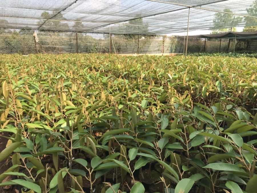 Cây giống Monthong ( sầu riêng Thái Lan )