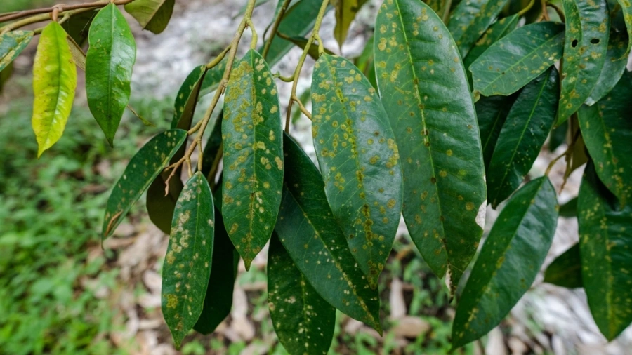 benh-dom-rong-cay-sau-rieng