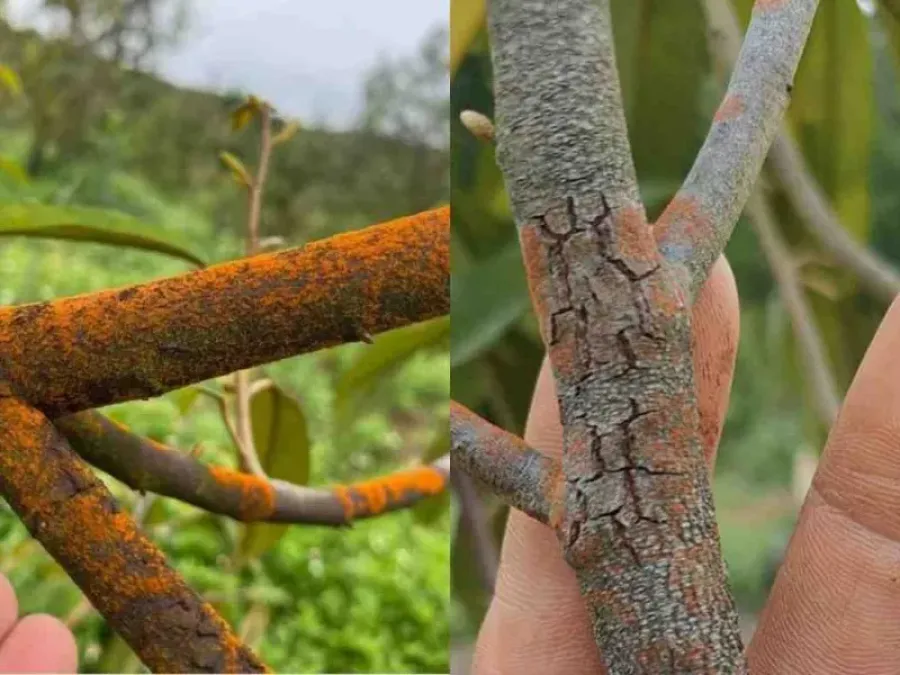 benh-nam-hong-tren-cay-sau-rieng