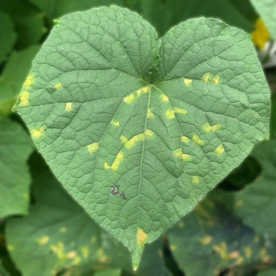 vang-la-tren-cay-dua-luoi