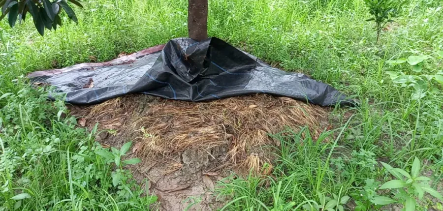 bat-u-co-cho-cay-sau-rieng