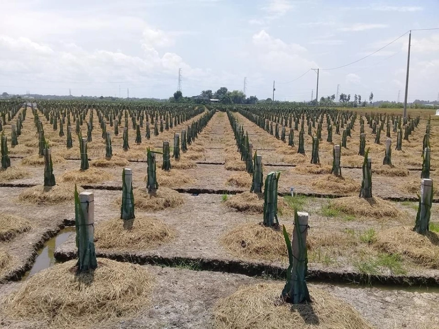 thiet-ke-vuon-cay-thanh-long