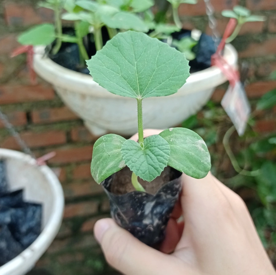 lua-chọn-giong-dua-luoi