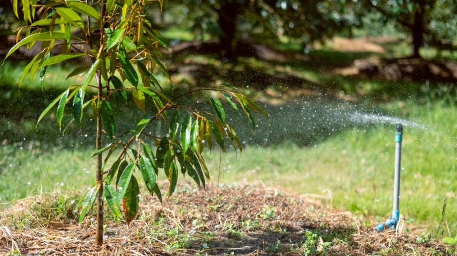 tuoi-nuoc-cho-cay-sau-rieng-vao-mua-nang-nong