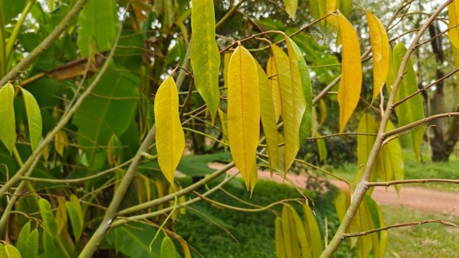 benh-la-cay-sau-rieng