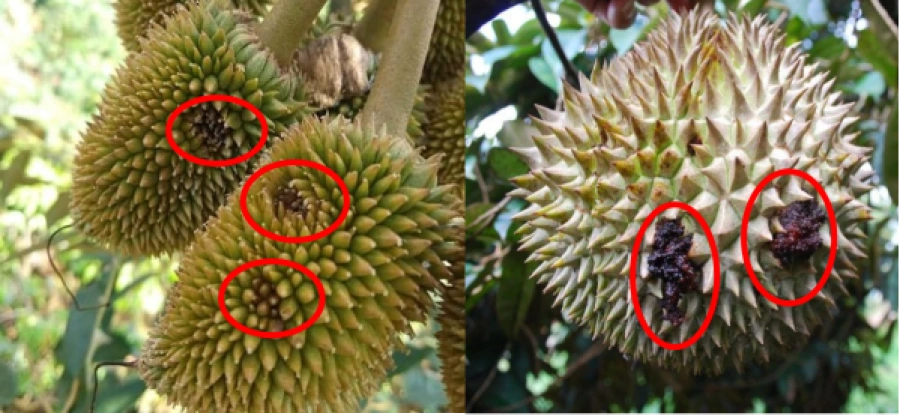 benh-thoi-trai-cay-sau-rieng