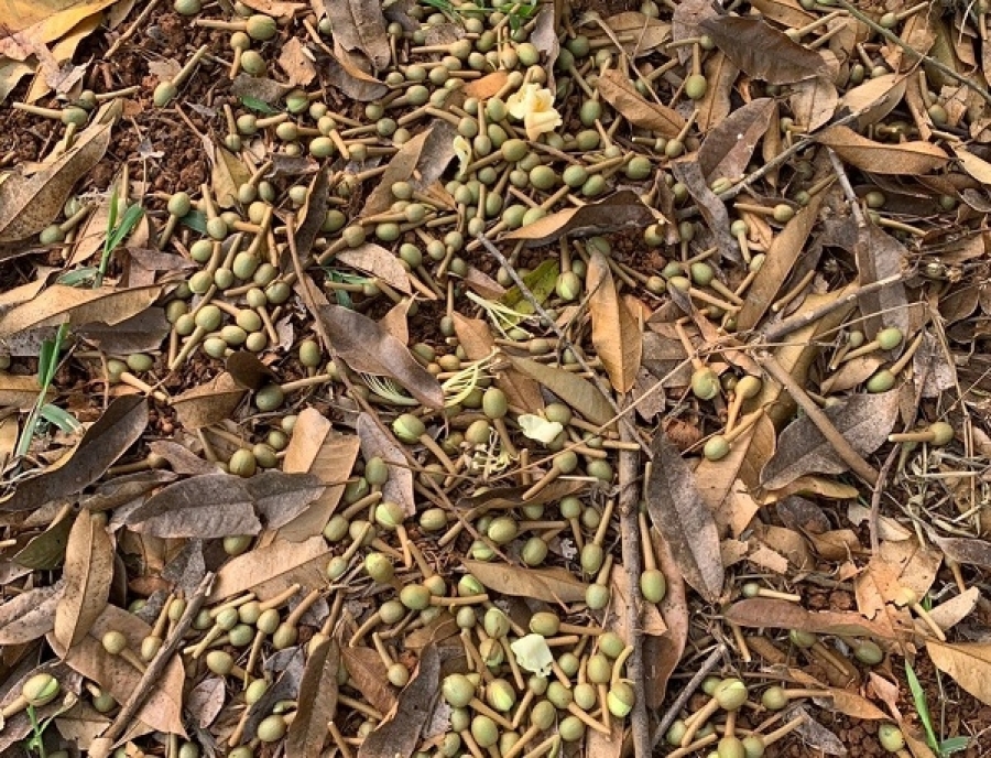 rung-hoa-non-cay-sau-rieng