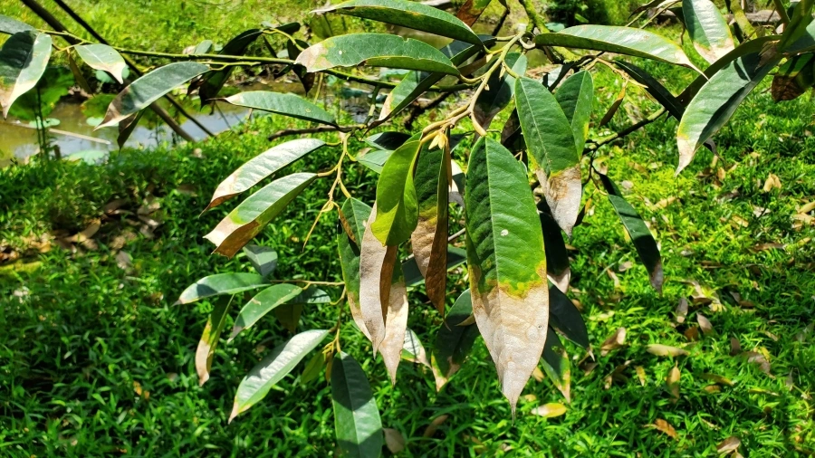 benh-chay-la-cay-sau-rieng