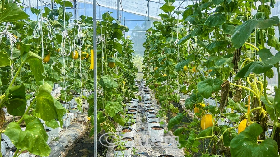 lam-gian-cay-dua-luoi