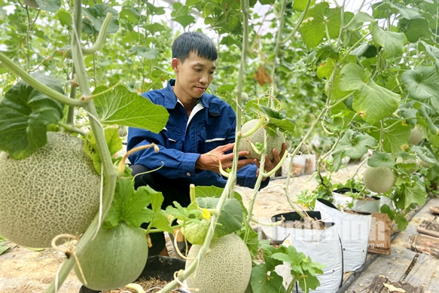 cham-soc-cay-dua-luoi