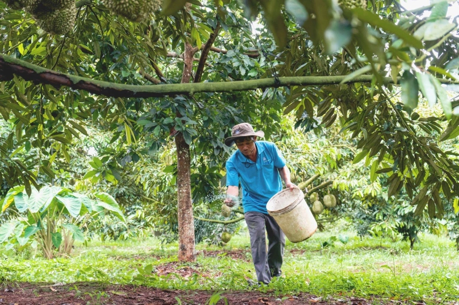 bon-phan-cho-cay-sau-rieng