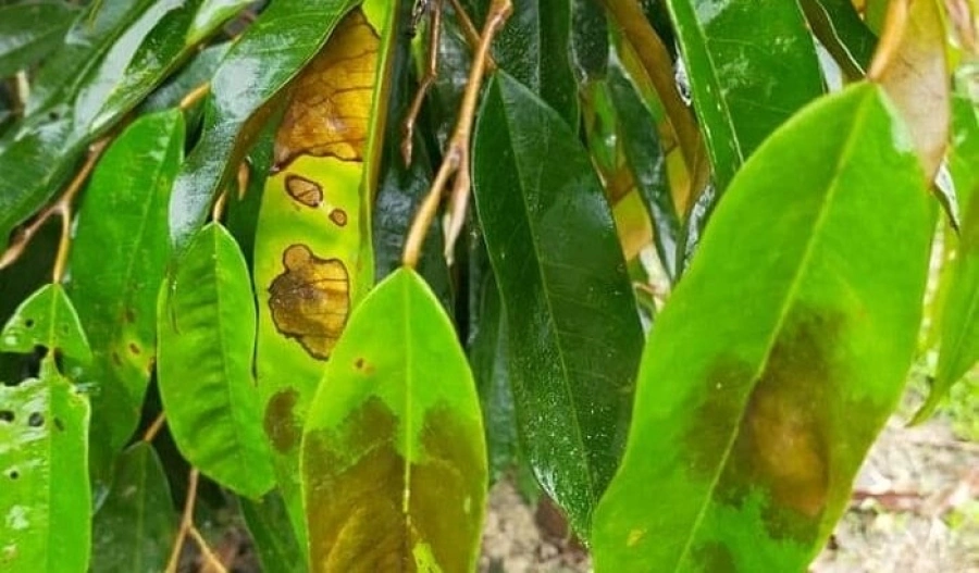 benh-than-thu-cay-sau-rieng