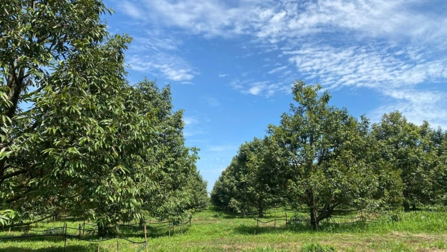 hinh-anh-cay-sau-rieng