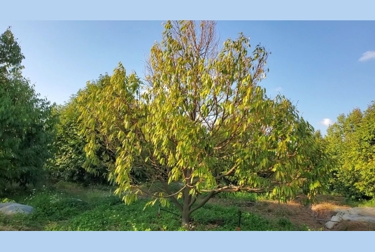 Một số bệnh thường gặp trên cây sầu riêng trong mùa mưa người dân cần lưu ý