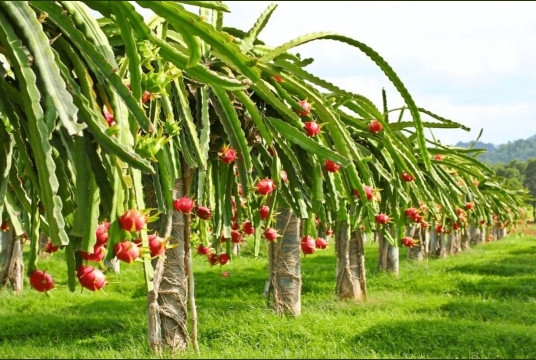 KỸ THUẬT TRỒNG VÀ CHĂM SÓC CÂY THANH LONG TỪ CƠ BẢN ĐẾN NÂNG CAO