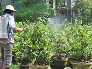 Cách Chăm Sóc Cây Mai Cho Dịp Tết 2024