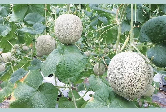 Hướng Dẫn Kỹ Thuật Trồng Cây Dưa Lưới