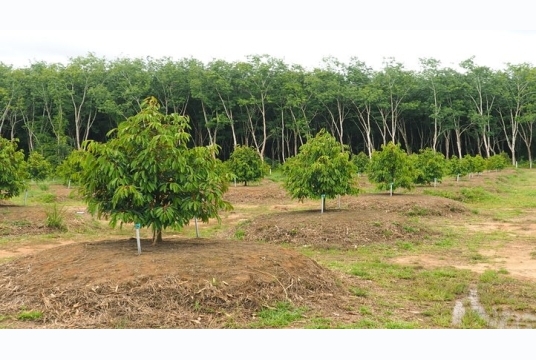 LƯU Ý VỀ CÁCH CHĂM SÓC CÂY SẦU RIÊNG VÀO MÙA NẮNG NÓNG ĐỂ HẠN CHẾ STRESS CÂY VÀ SÂU BỆNH