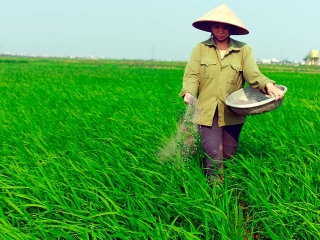 Lúa Mới Trỗ Bông Thì Nên Chọn Loại Phân Bón Nào Cho Phù Hợp?