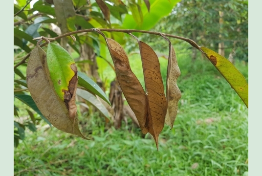 CÁCH PHÒNG BỆNH SOLANI (LUỘC LÁ TRÊN CÂY SẦU RIÊNG) – DẤU HIỆU, NGUYÊN NHÂN VÀ GIẢI PHÁP XỬ LÝ HIỆU QUẢ
