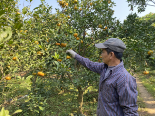 Sâu Cuốn Lá Gối Lứa Trên Lúa Đông Xuân Muộn